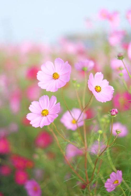 Our open field grows colored.And Autumn air flows to...