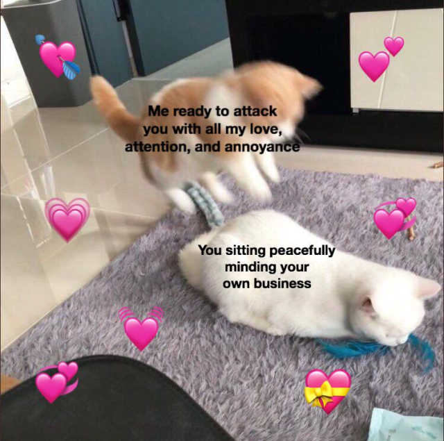 Blurry Cat Hearts Wholesome Meme - designsneeded