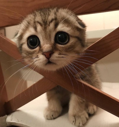 awwww-cute:Help me! I’m stuck (Source: http://ift.tt/2EPpmuE)