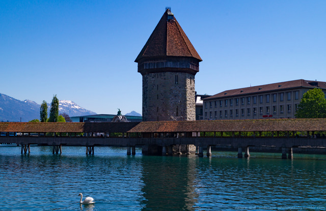 Swan In Front Of Kapellbridge With Water Tower Nature And Landscapes Swan In Front Of The Chapel Bridge