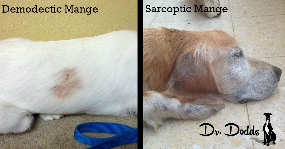 Dr. Jean Dodds' Pet Health Resource Blog Skin Mites, Mange and the