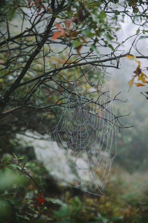 claytax:Worthington State Forest