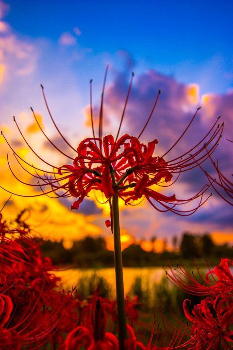 lifeisverybeautiful:Red Spider Lily