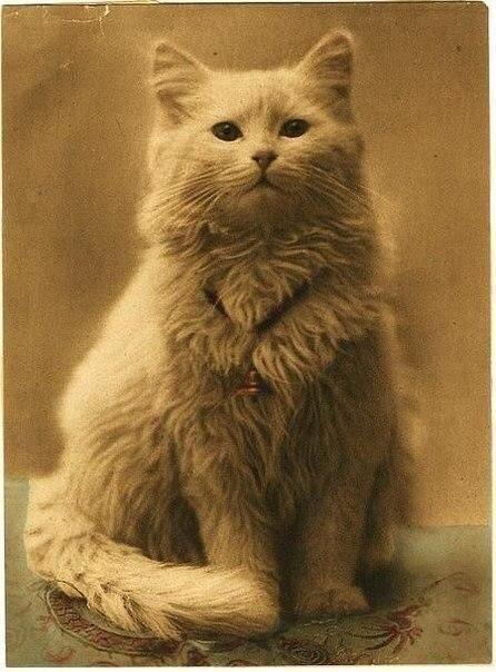 world-of-cats:The first cat photo (source)