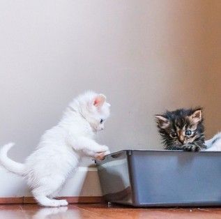 cutethingsforcats