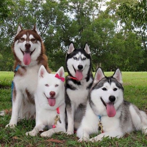 trasemc:My husky family