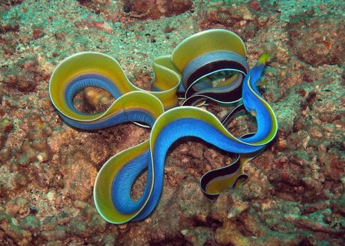 end0skeletal:The ribbon eel or Bernis eel, is a species of...