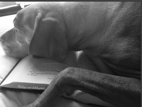 hiding-out-bibliophile