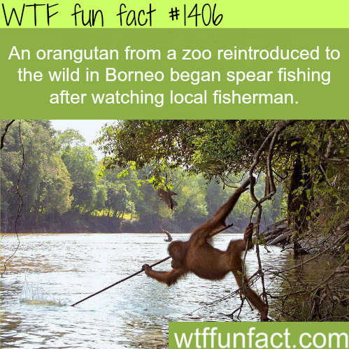 awesome animal facts WTF FUN FACTS HOME / SEE...