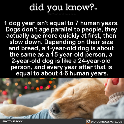 how old is a 15 year old dog in human