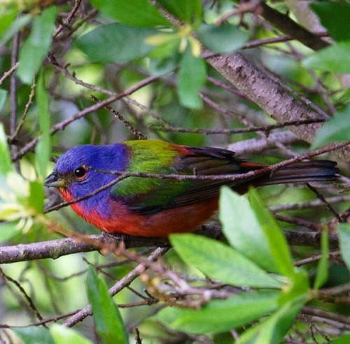 painted bunting on Tumblr