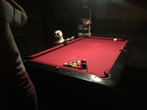 lemonsandcurls:Schwinie mag spielen Billard. 