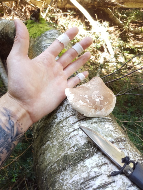 purebushcraft:Piptoporus Betulinus more commonly known as...