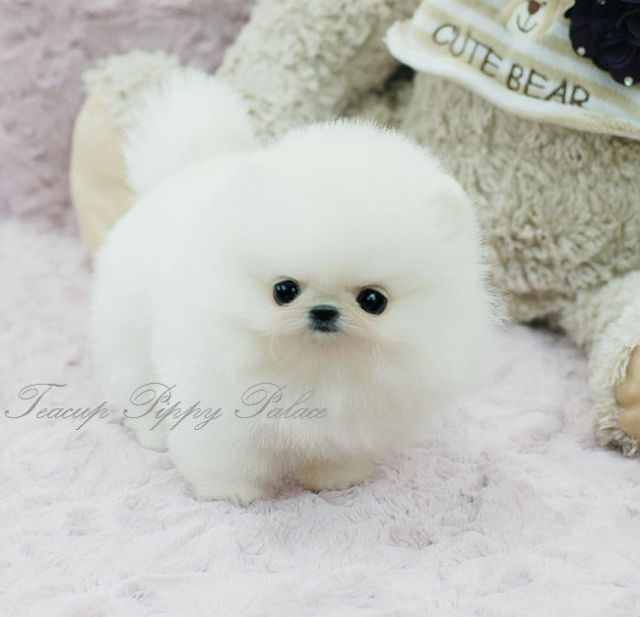 Teacup Puppy Palace — Precious Teacup Pomeranian Puppy