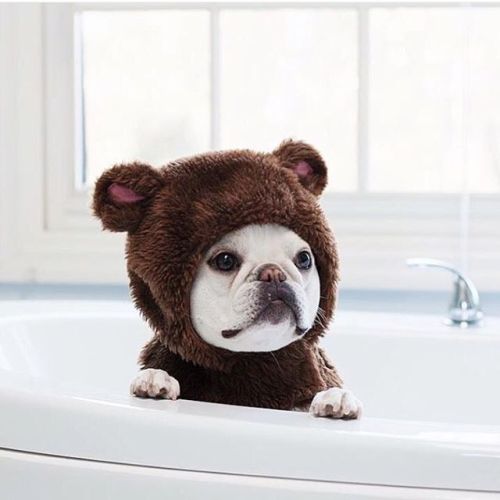 french-teddy-bear-tumblr