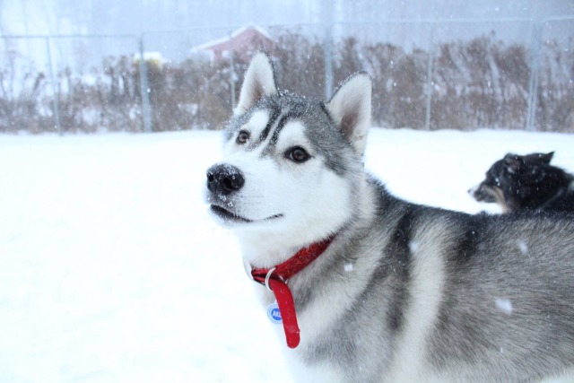 Husky Paws