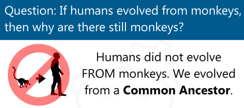 sixpenceee:Informal infographic depicting evolution 