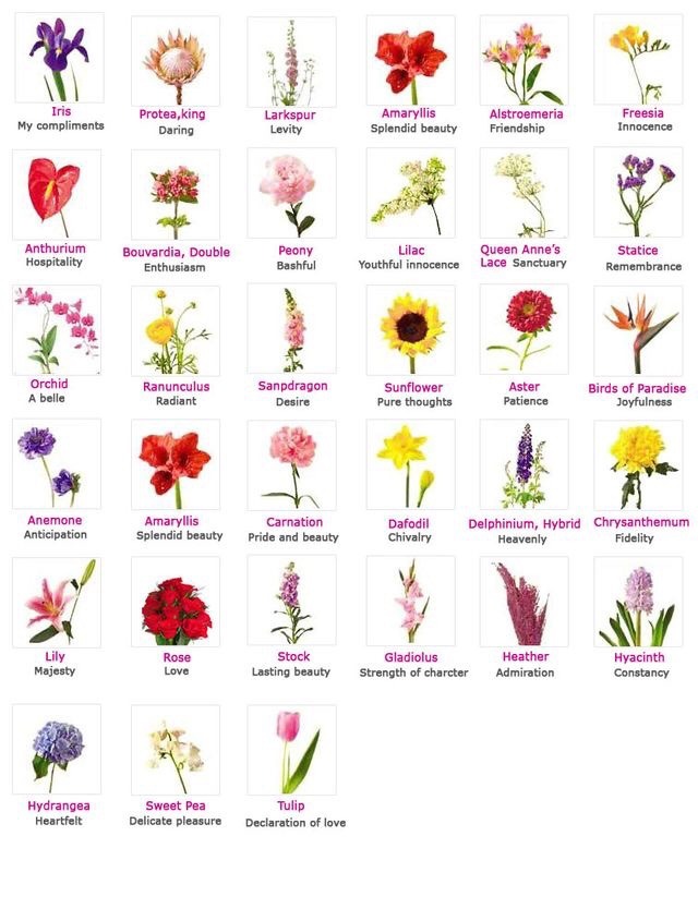 Ms-Mandy-M : Types of flowers and their meanings