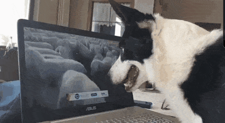 Cute Animal GIFs - Home - Made from the finest of internets