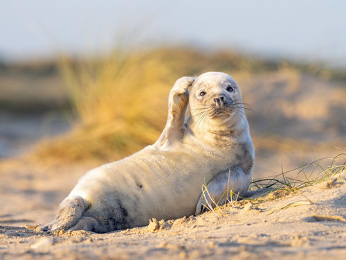 a seal with a flipper on its head