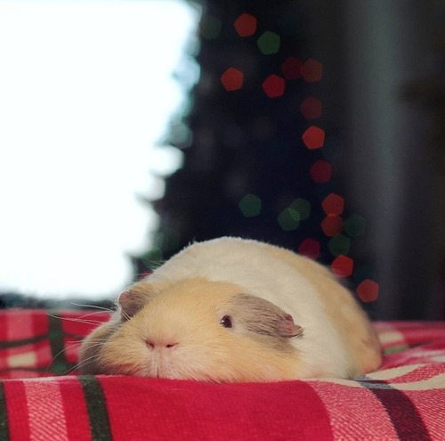 guineapiggies:3happypiggies