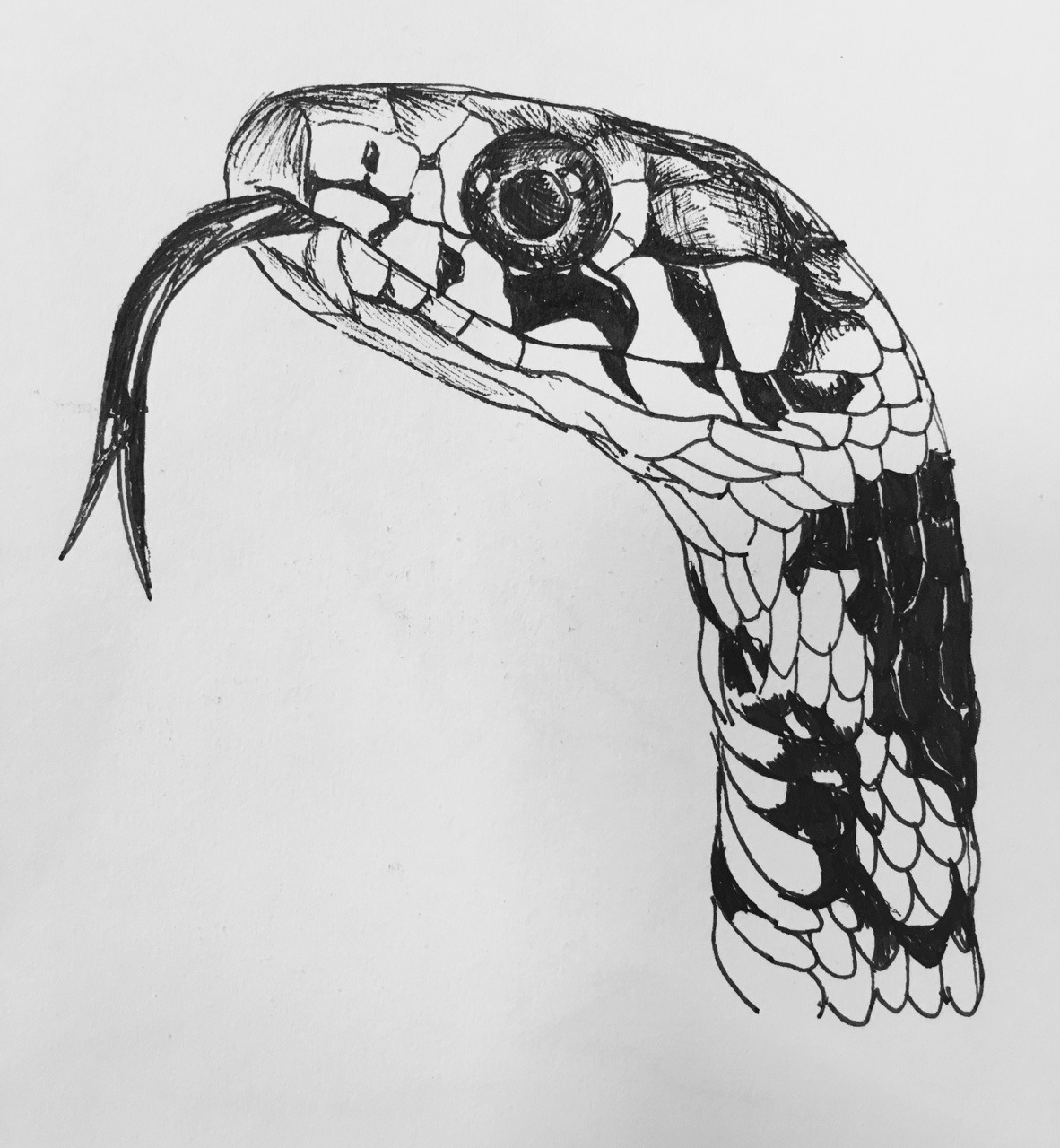 Drawing snake head