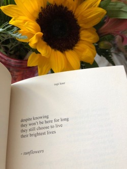Sunflowers Are So Cute Tumblr