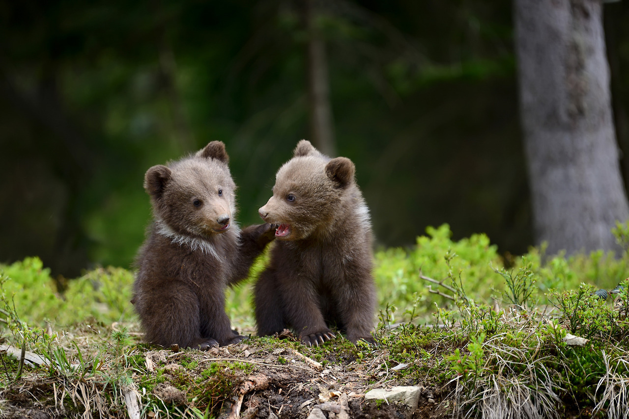 Pillanatok — awwwwcute Two bear cubs play in a forest of...