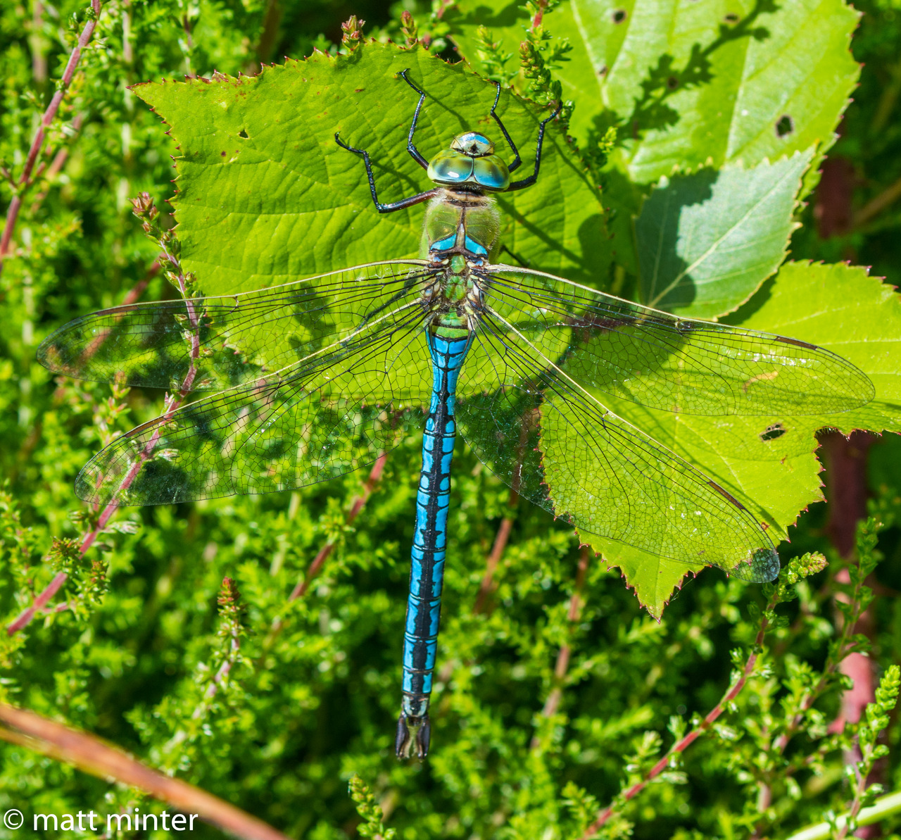 Matts Wild Walks — The mighty emperor dragonfly, death upon...