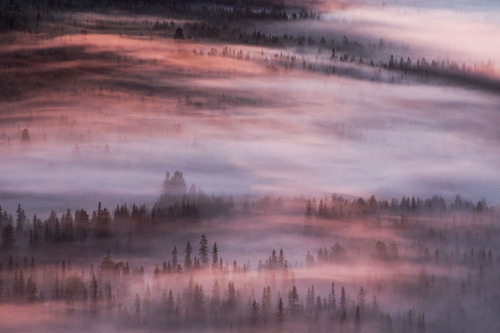 melodyandviolence:Tranquil forest  Iso-Syöte, Finland...