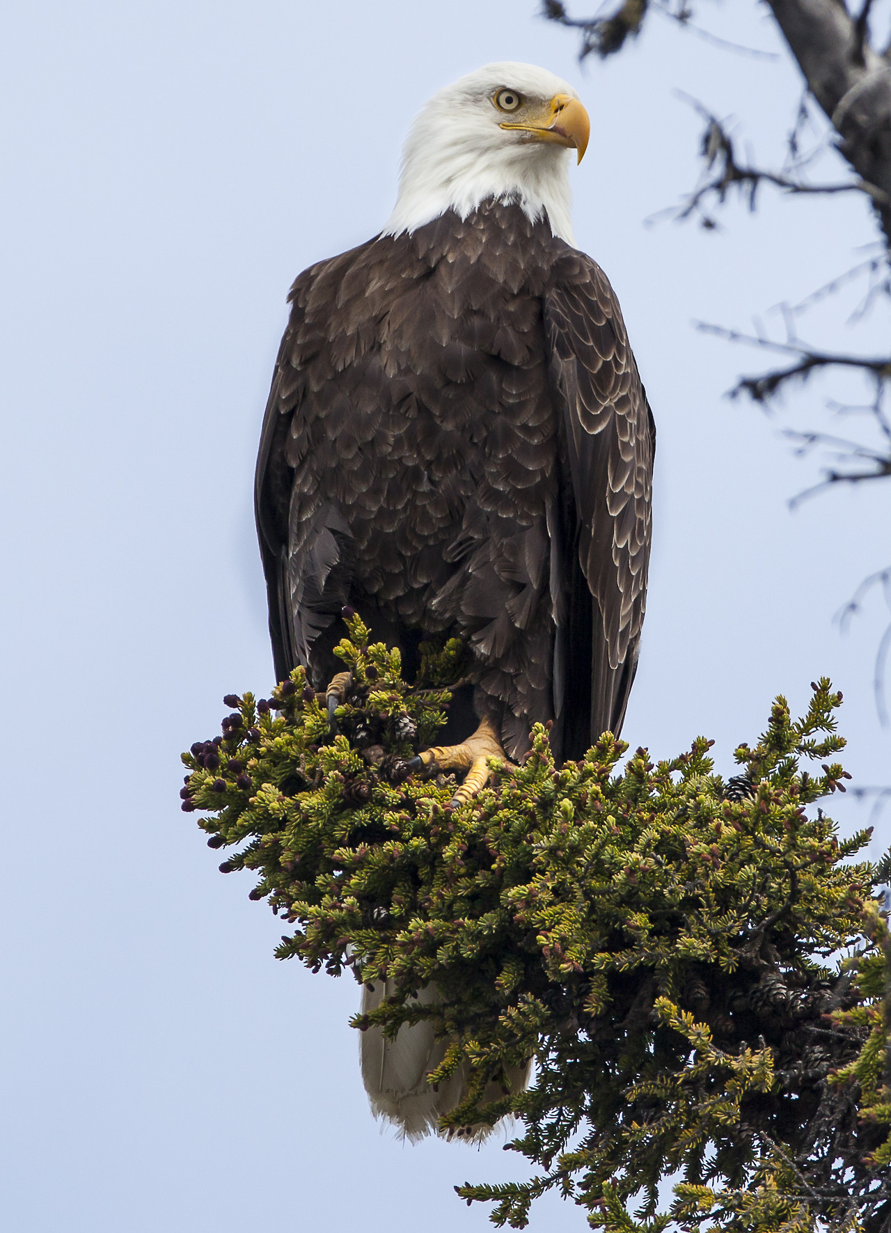 america-s-great-outdoors-today-we-re-celebrating-our-national-bird-the