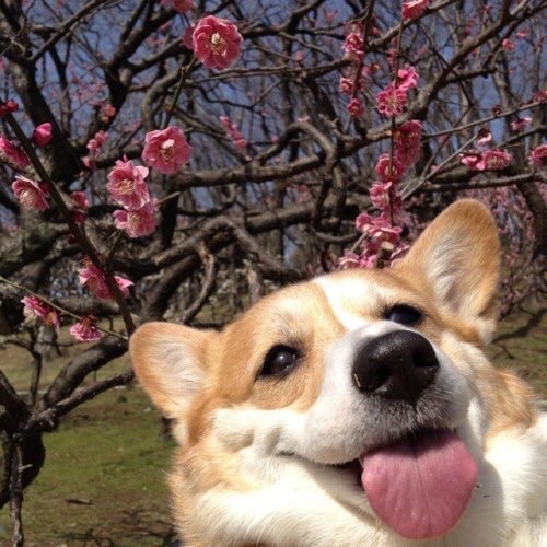 sunbvrnt:spring/summer dog mood board