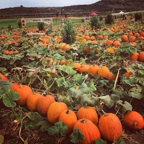 bookofoctober:Tanaka Farms, Irvine, CA. Photo by thespookyvegan