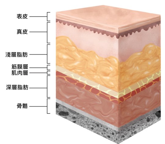 ã€Œç­‹è†œå±¤ã€çš„åœ–ç‰‡æœå°‹çµæžœ