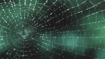 spider-web-gif | Tumblr