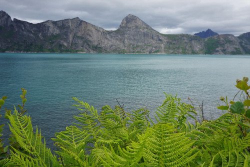 90377:Mefjorden, Senja by Mad Elg