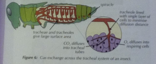 Gas Exchange in Insects -terrestrial insects... - A2 Biology