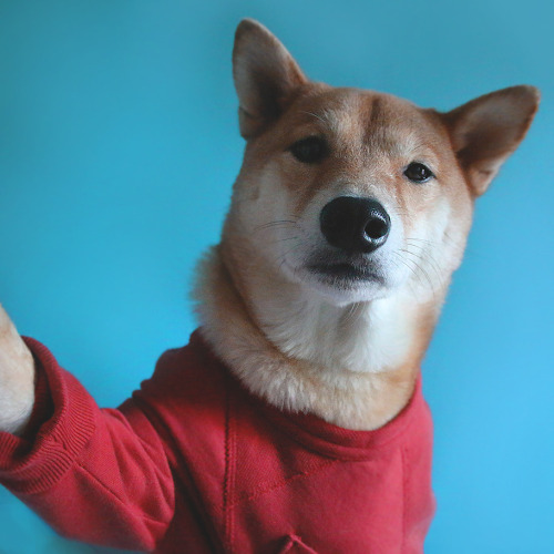 menswear mensweardog Todd Snyder selfie fashion style shiba begginselfie begginpartner