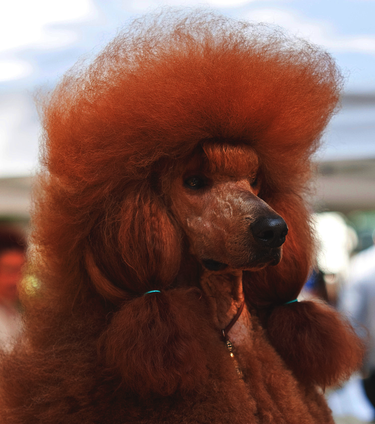 Oodles of Poodles — The Poodle Rainbow