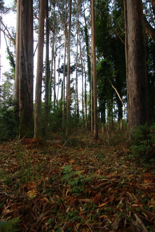 The California coast is full of mysterious. Forests here are...