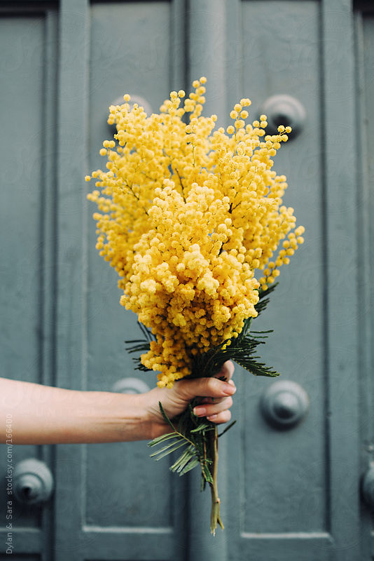 Yellow mimosa flowers | Photo by Dylan M Howell, Stocksy Follow Style and Create at Instagram | Pinterest | Facebook | Bloglovin