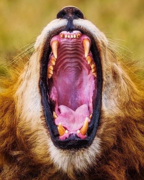 geographicwild:.Photo by @mo_naser This big yawn is for the...