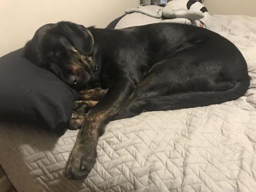 totallydoglife