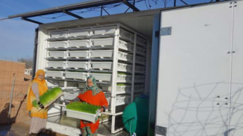 Hydroponics at the refugee camp