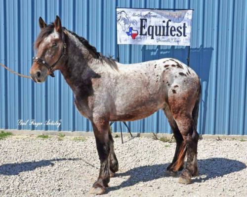 bay blanket appaloosa | Tumblr