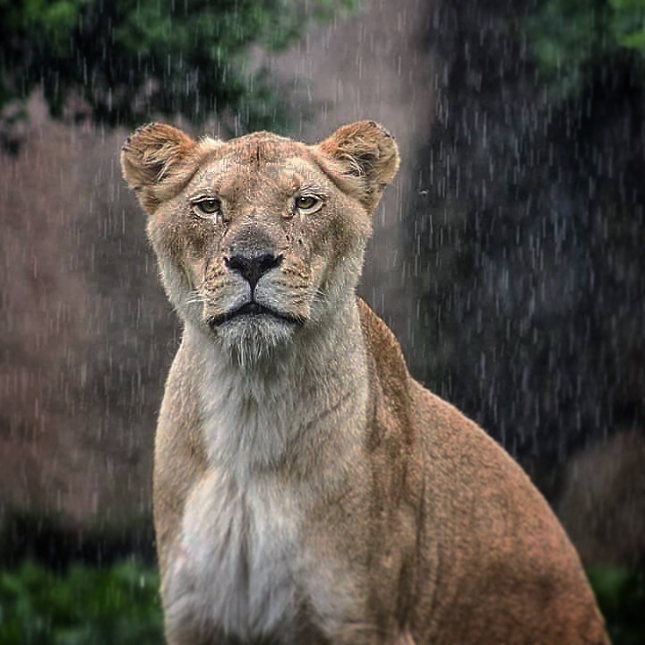 Lioness in the rain фото