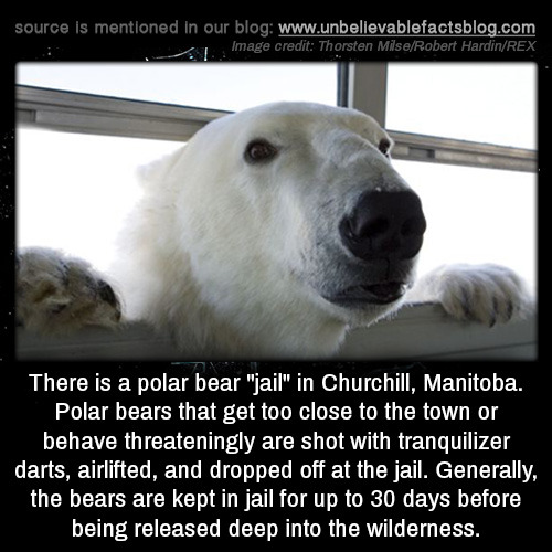 unbelievable-facts:There is a polar bear “jail” in Churchill,...