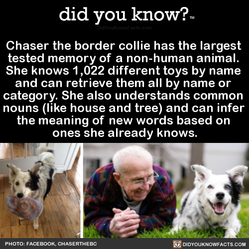 chaser-the-border-collie-has-the-largest-tested
