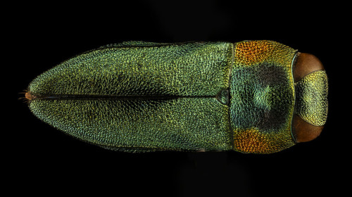 Beetles from Kruger National Park in South Africa.  Anthaxia...