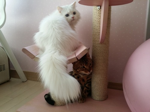 moonlighteternally:Cat Tree